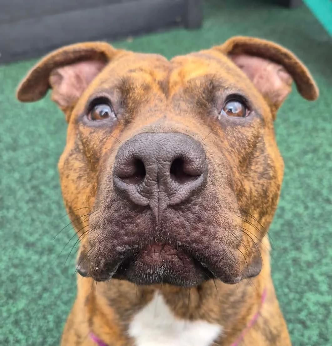 Tara, female puppy Staffordshire Bull Terrier for adoption at Manchester & Cheshire Dogs Home (Manchester), Manchester