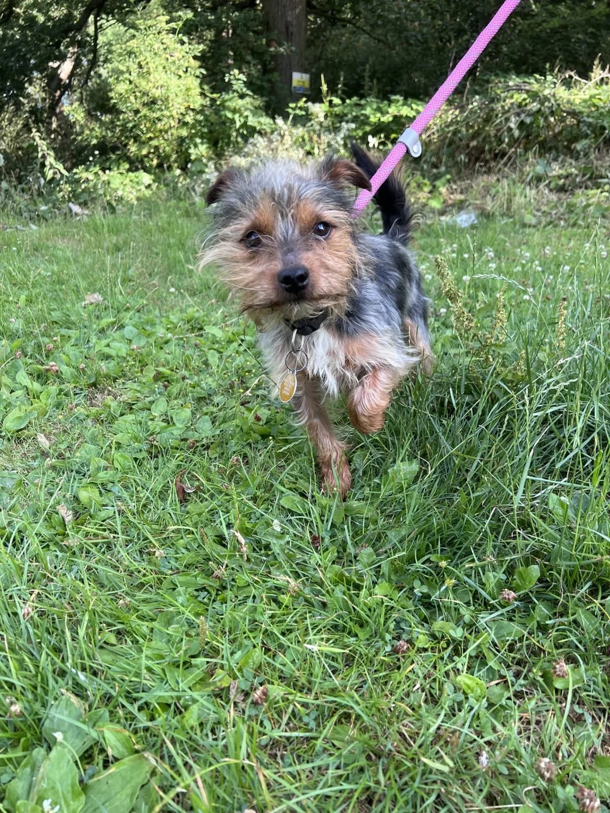 Teddy, male 6yo Yorkshire Terrier for adoption at Manchester & Cheshire Dogs Home (Cheshire), Warrington