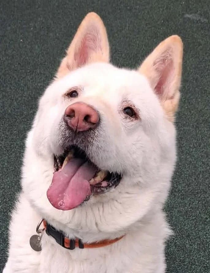 Tess, female 5yo Akita for adoption at Manchester & Cheshire Dogs Home (Manchester), Manchester
