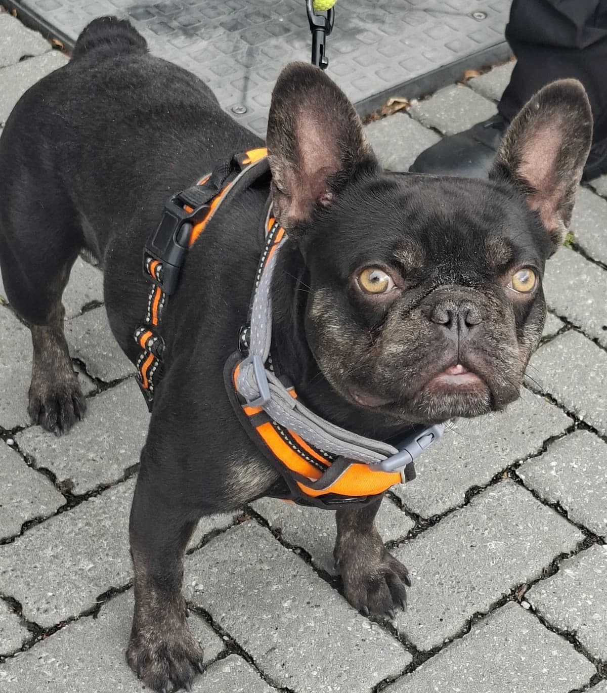 Thea, female 3yo English Bulldog for adoption at Manchester & Cheshire Dogs Home (Manchester), Manchester