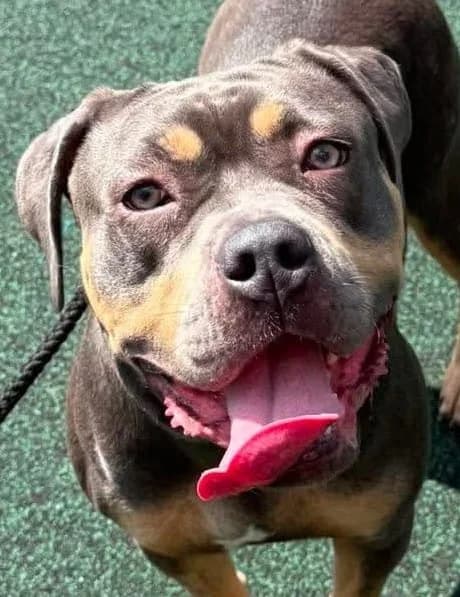 Theia, female young English Bulldog for adoption at Manchester & Cheshire Dogs Home (Manchester), Manchester