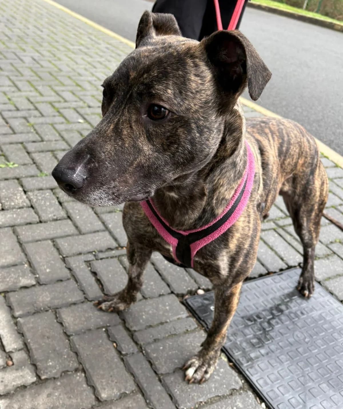 Tigger, male mixed breed for adoption at Manchester & Cheshire Dogs Home (Manchester), Manchester