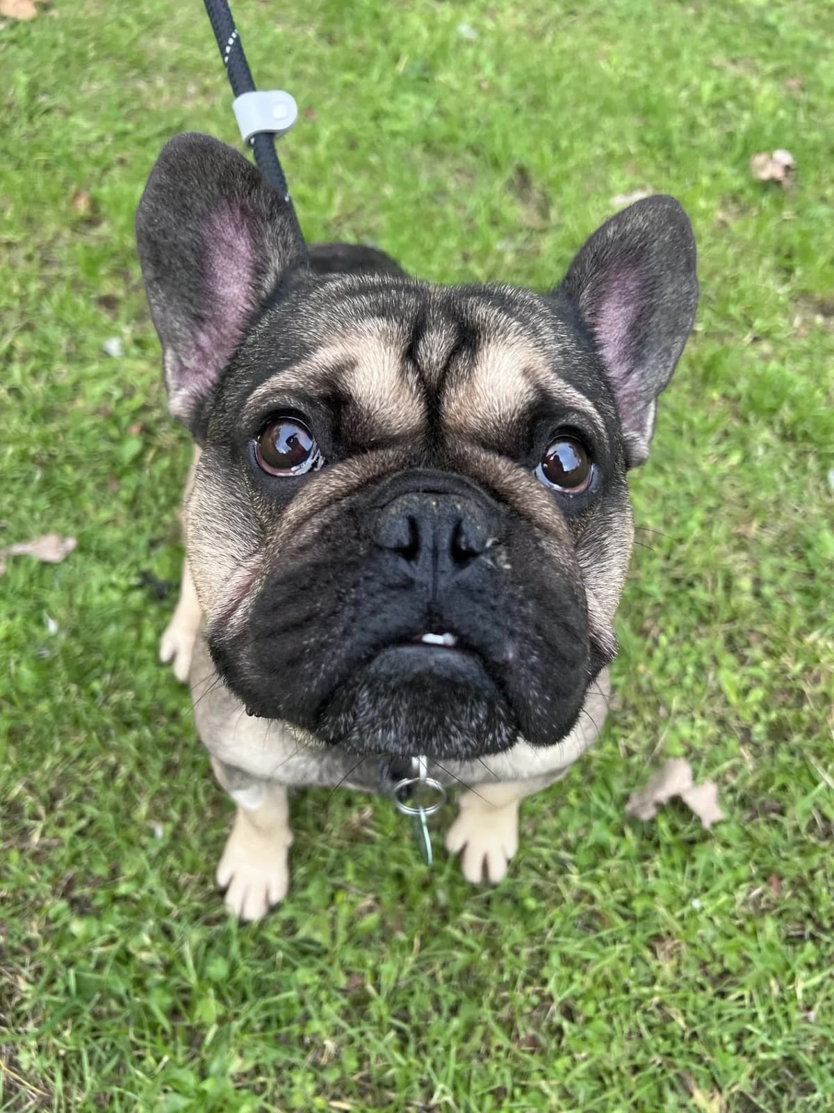 Tim, male young English Bulldog for adoption at Manchester & Cheshire Dogs Home (Cheshire), Warrington