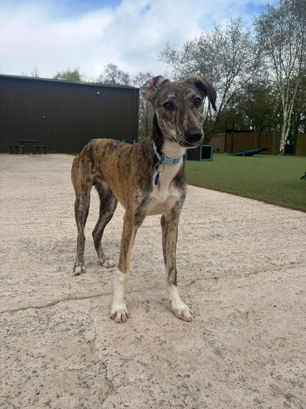 Toby, male young mixed breed for adoption at Manchester & Cheshire Dogs Home (Cheshire), Warrington