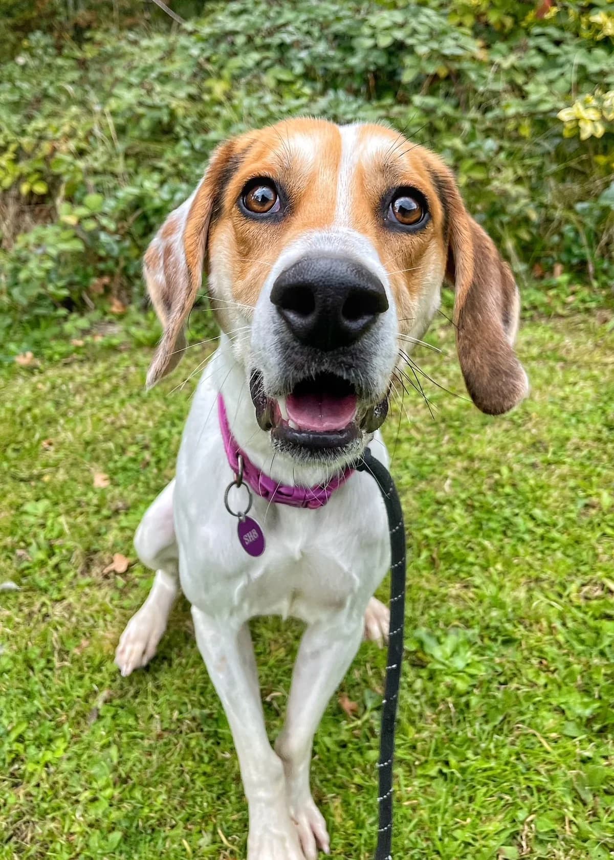 Todd, male 3yo mixed breed for adoption at Manchester & Cheshire Dogs Home (Cheshire), Warrington