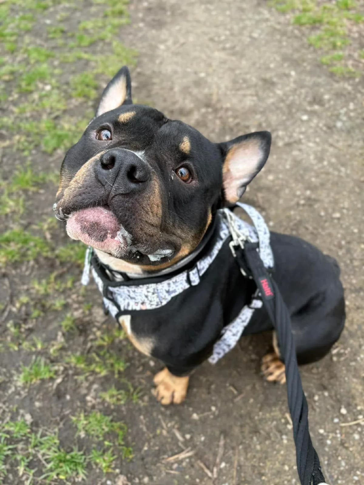 Toffee, male mixed breed for adoption at Manchester & Cheshire Dogs Home (Cheshire), Warrington