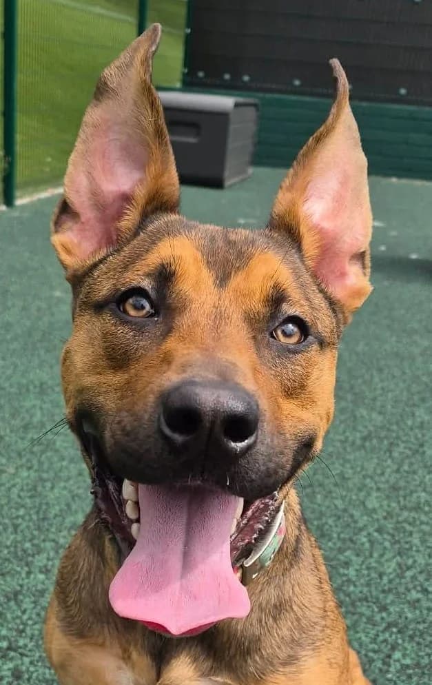 Toki, female young Staffordshire Bull Terrier for adoption at Manchester & Cheshire Dogs Home (Manchester), Manchester