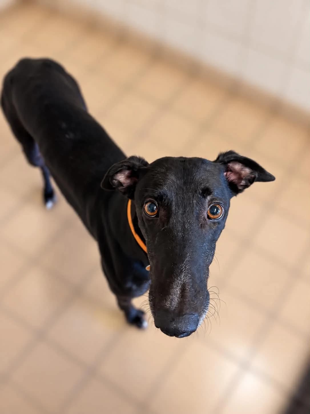 Tommy, male 5yo Greyhound for adoption at Manchester & Cheshire Dogs Home (Cheshire), Warrington