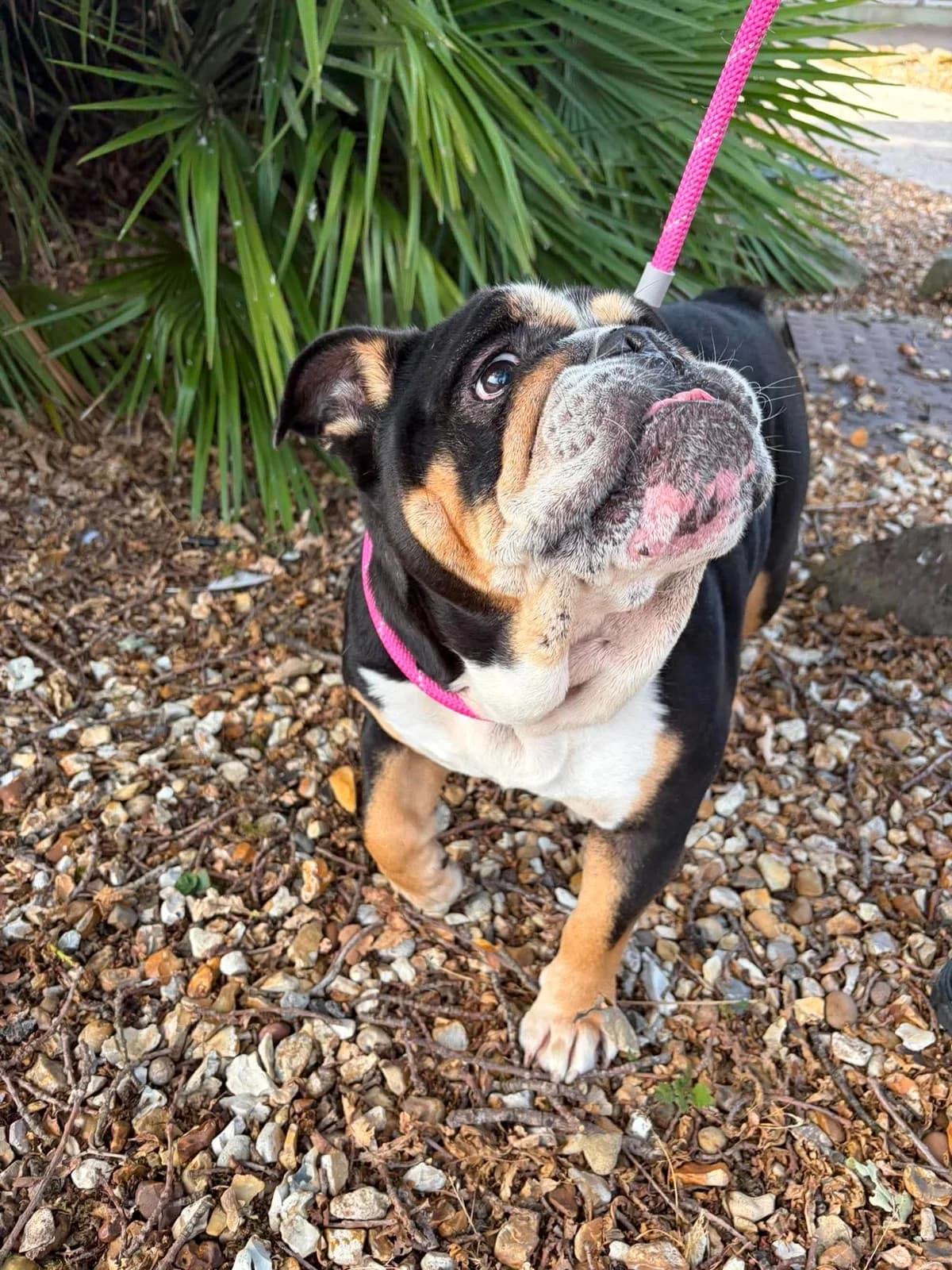 Tootsie, female senior English Bulldog for adoption at Manchester & Cheshire Dogs Home (Cheshire), Warrington