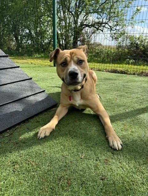 Travis, male Staffordshire Bull Terrier for adoption at Manchester & Cheshire Dogs Home (Cheshire), Warrington