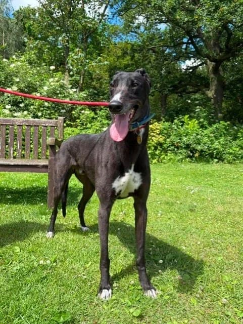 Treats, male 5yo Greyhound for adoption at Manchester & Cheshire Dogs Home (Cheshire), Warrington