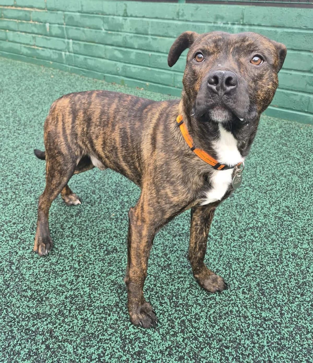 Tucker, male Staffordshire Bull Terrier for adoption at Manchester & Cheshire Dogs Home (Manchester), Manchester