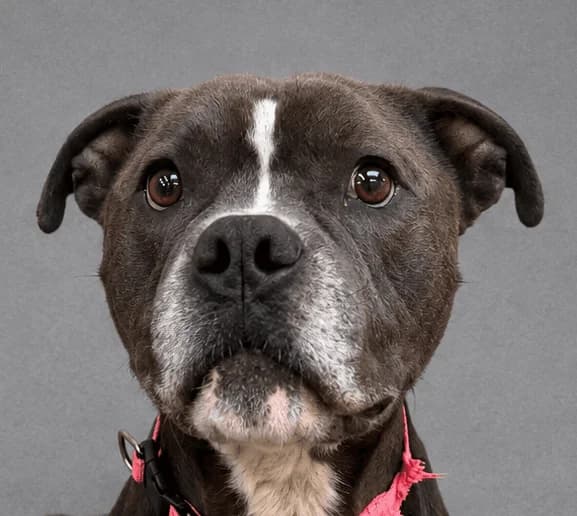 Tuco, male young Staffordshire Bull Terrier for adoption at Manchester & Cheshire Dogs Home (Manchester), Manchester