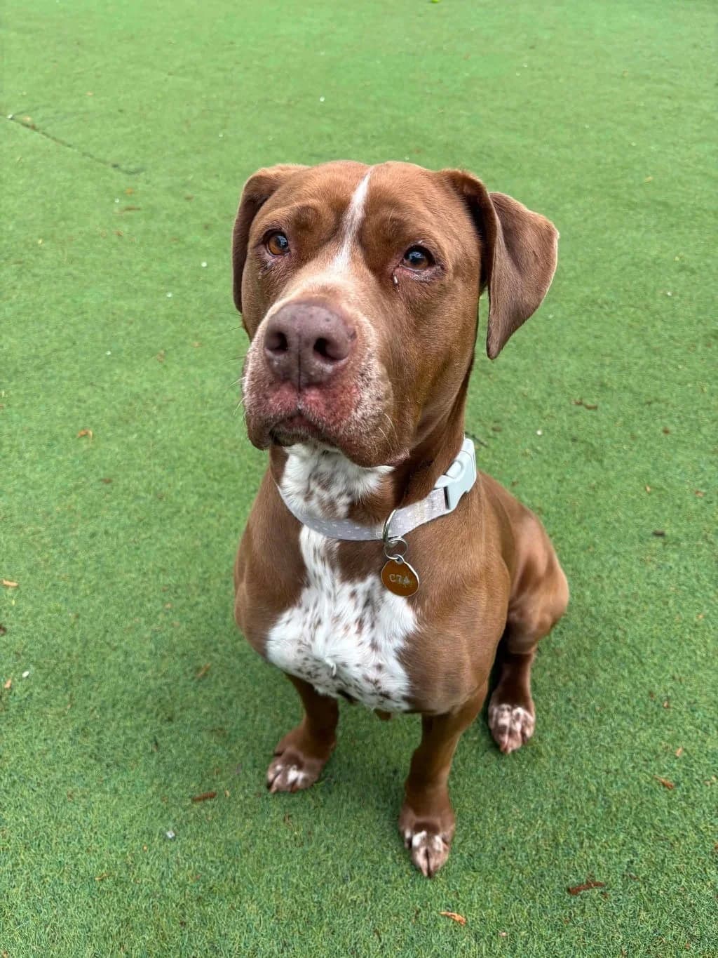 Tula, female 7yo Mixed Breed for adoption at Manchester & Cheshire Dogs Home (Cheshire), Warrington