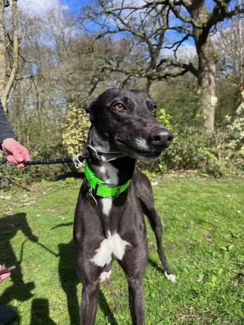 Una, female Greyhound for adoption at Manchester & Cheshire Dogs Home (Cheshire), Warrington