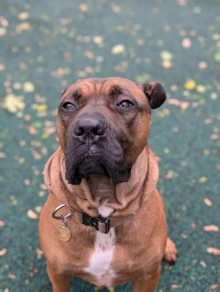 Wellie, male Mastiff for adoption at Manchester & Cheshire Dogs Home (Manchester), Manchester