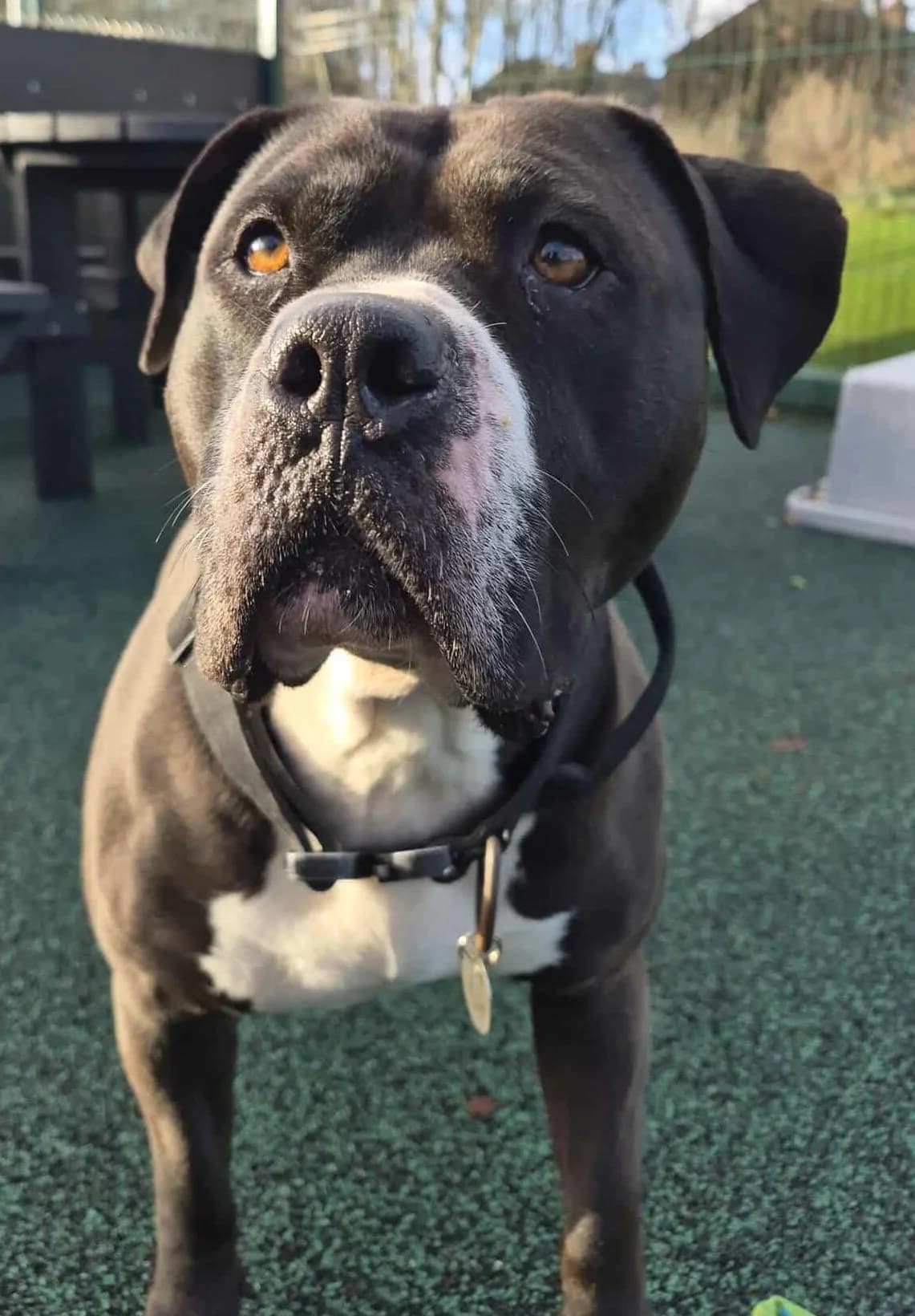 Willow, female Mixed Breed for adoption at Manchester & Cheshire Dogs Home (Manchester), Manchester