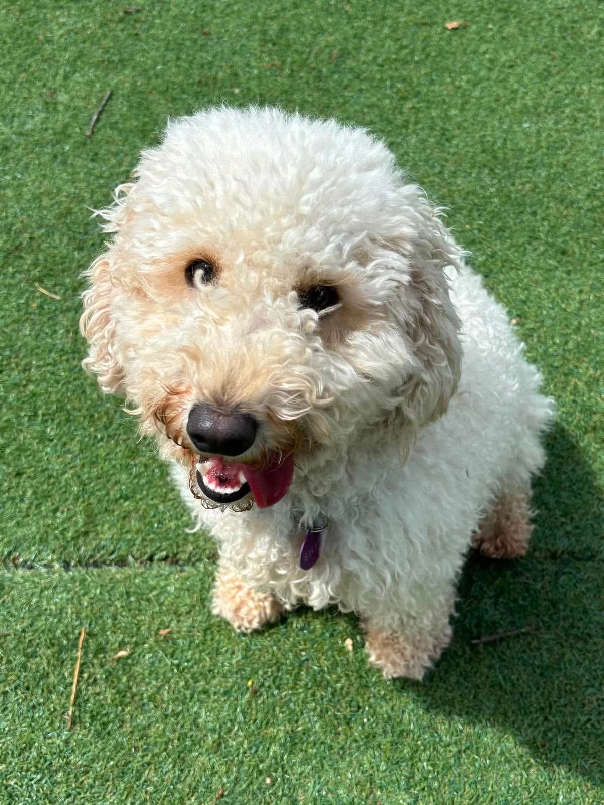 Willow, female young Cockapoo for adoption at Manchester & Cheshire Dogs Home (Cheshire), Warrington