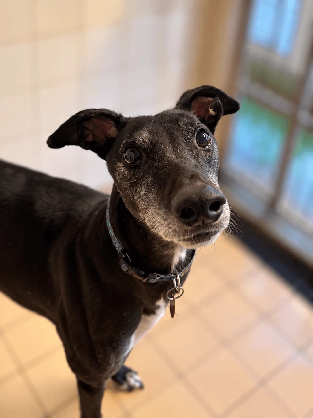 Wolfie, male 6yo Greyhound for adoption at Manchester & Cheshire Dogs Home (Cheshire), Warrington