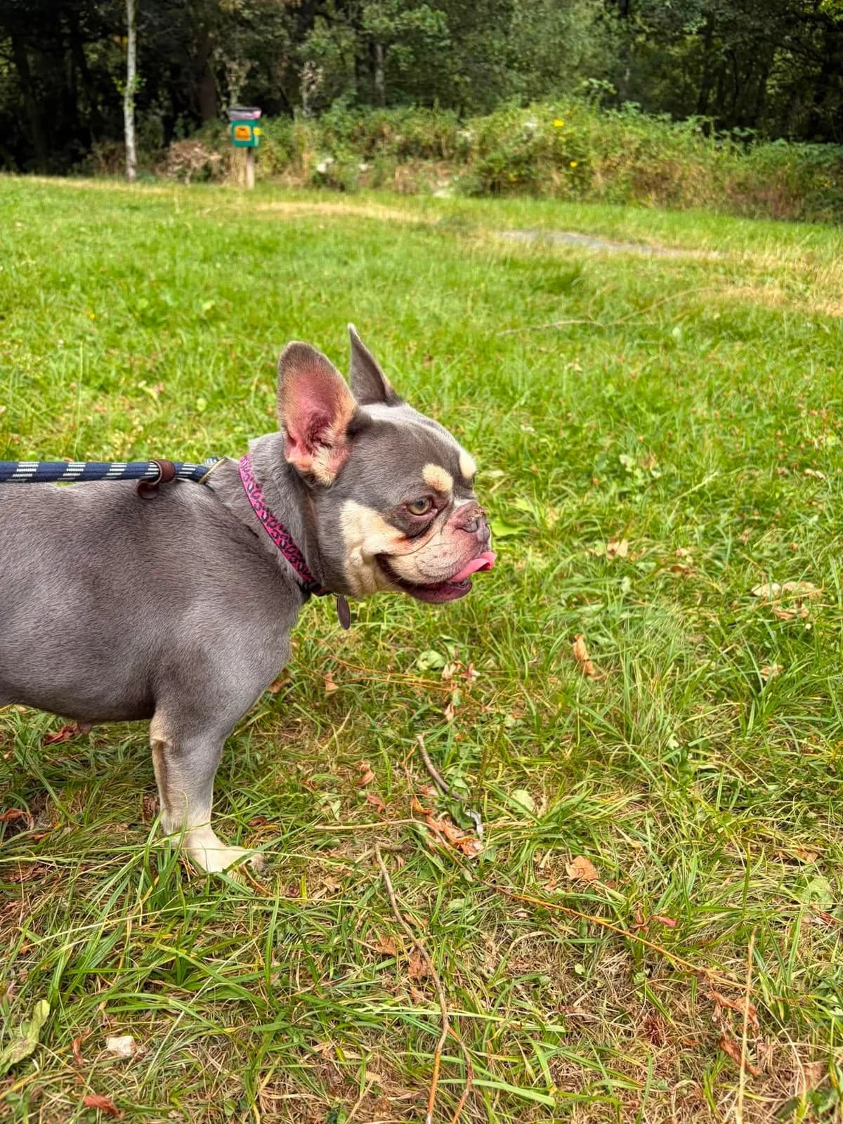 Wren, female young English Bulldog for adoption at Manchester & Cheshire Dogs Home (Cheshire), Warrington