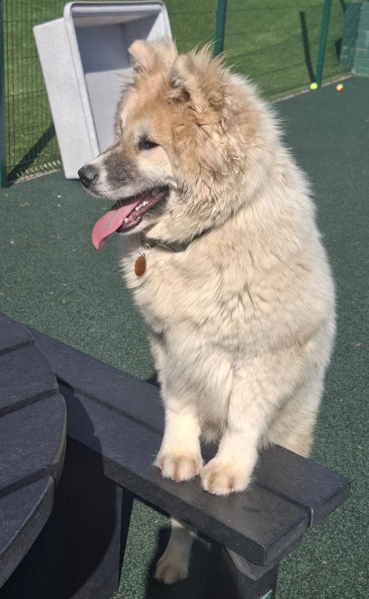 Zebedee, male young Husky for adoption at Manchester & Cheshire Dogs Home (Manchester), Manchester