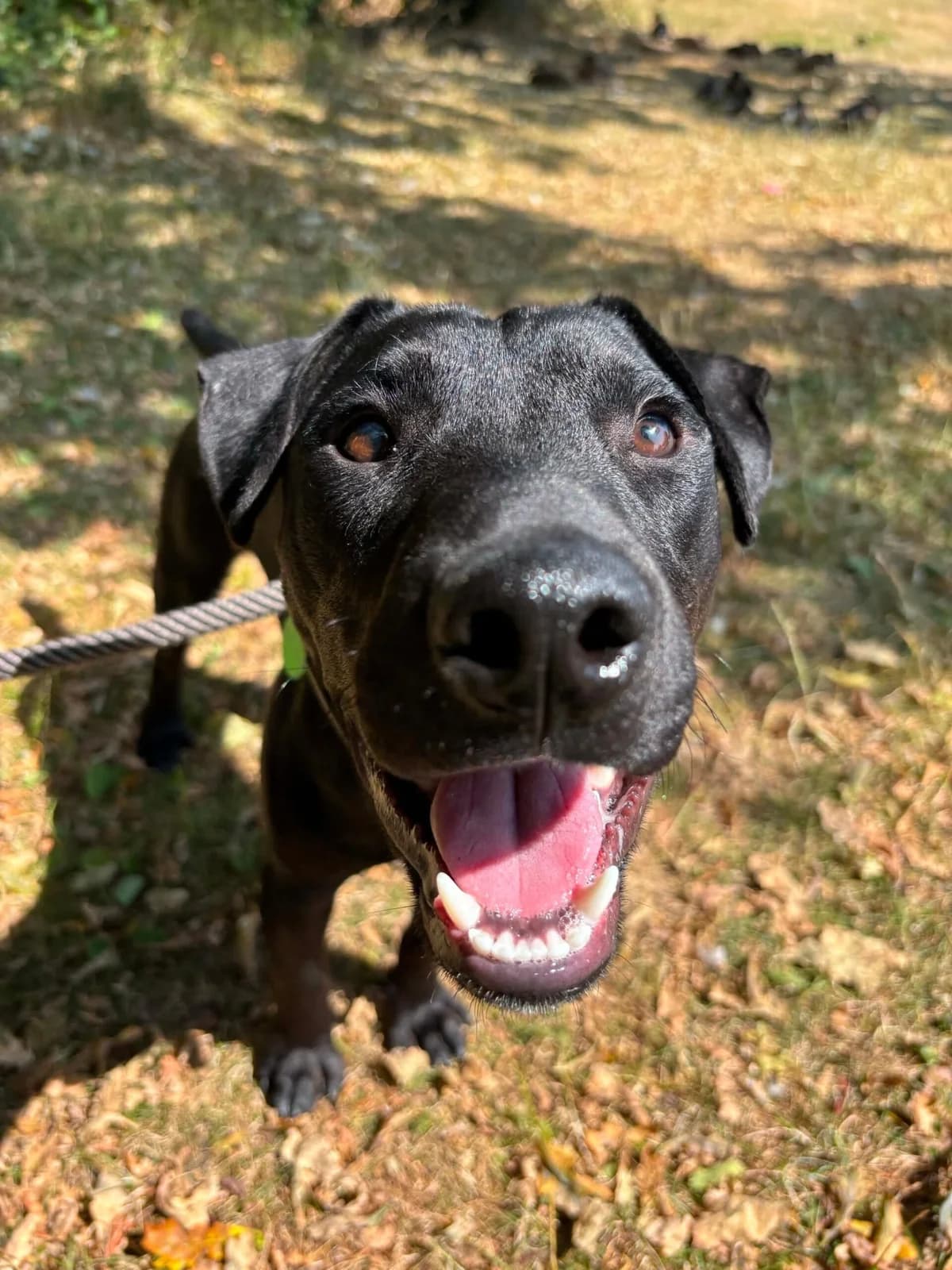 Ziggy, male young Patterdale Terrier for adoption at Manchester & Cheshire Dogs Home (Cheshire), Warrington
