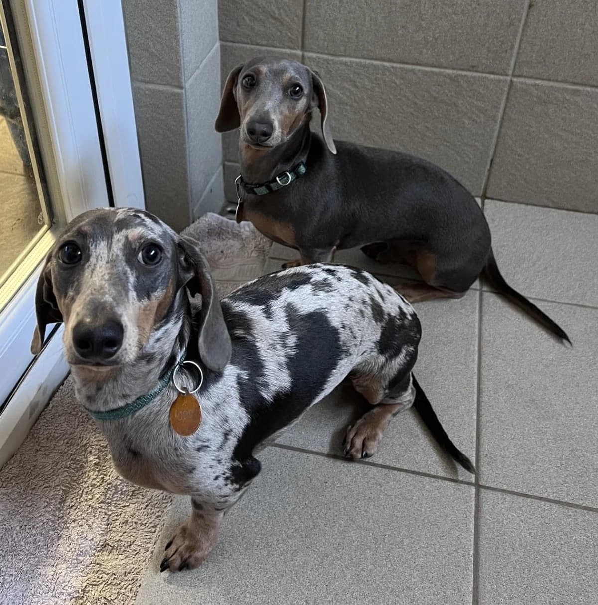 Ziggy + Frankie, male puppy Dachshund for adoption at Manchester & Cheshire Dogs Home (Cheshire), Warrington
