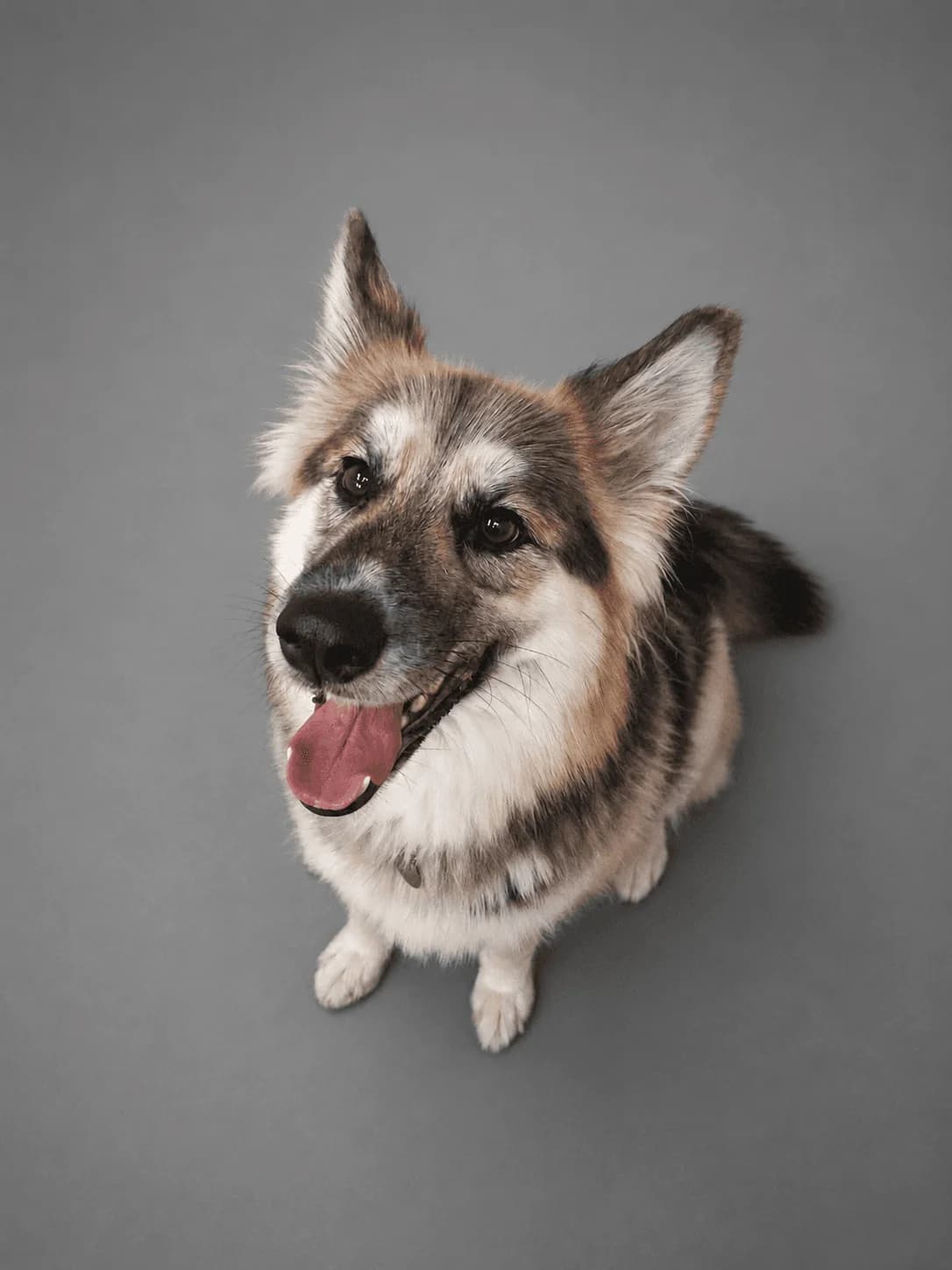 Zola, female 3yo mixed breed for adoption at Manchester & Cheshire Dogs Home (Manchester), Manchester