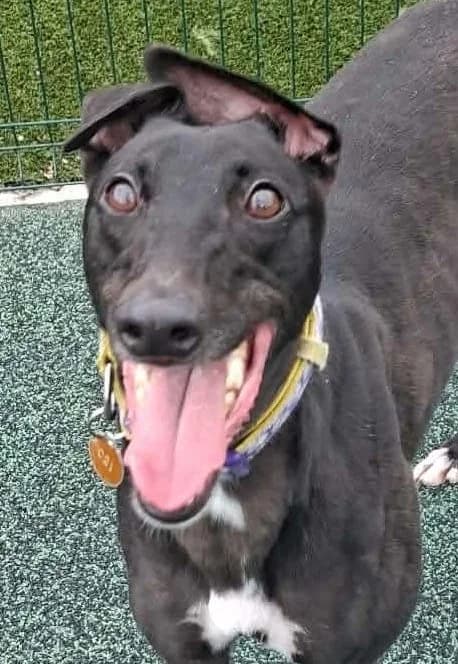 Daisy, female 3yo Greyhound for adoption at Manchester & Cheshire Dogs Home (Manchester), Manchester