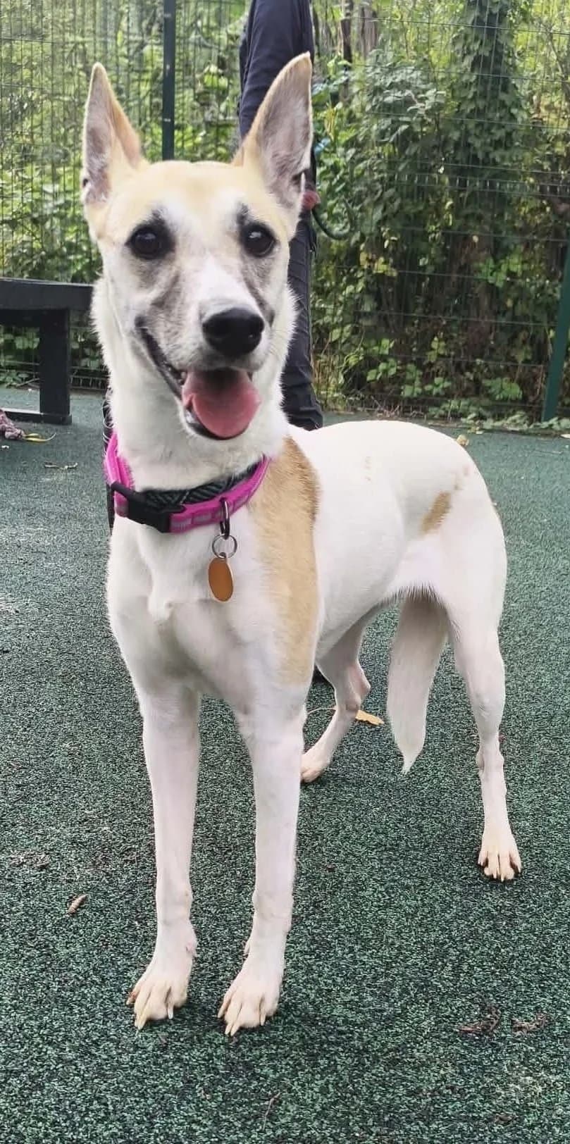 Mischief, female 3yo Lurcher for adoption at Manchester & Cheshire Dogs Home (Manchester), Manchester
