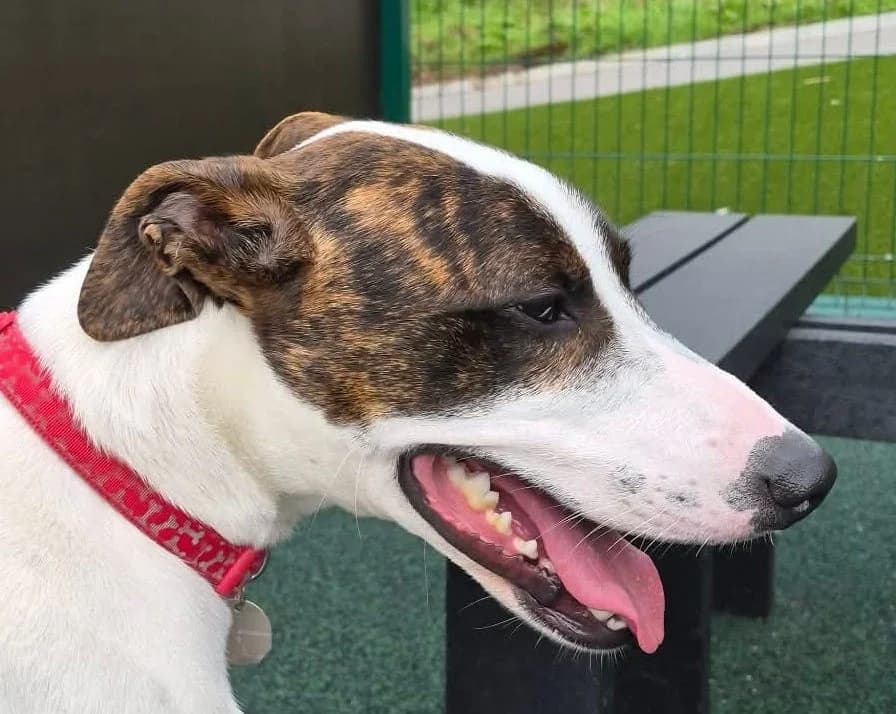 Oscar, male young Lurcher for adoption at Manchester & Cheshire Dogs Home (Manchester), Manchester