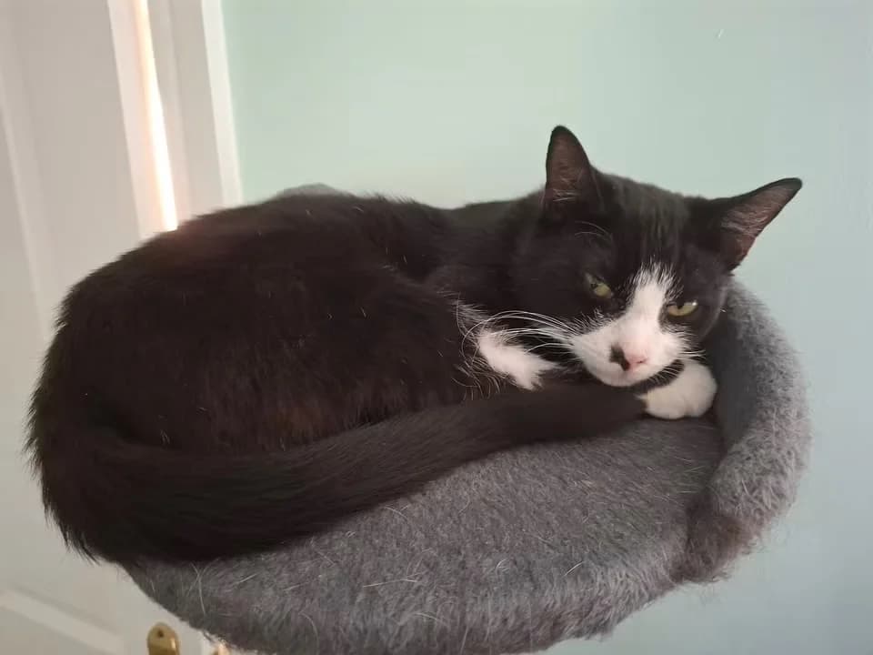 Sid, male young Mixed Breed Cat for adoption at Mansfield Cat Rescue