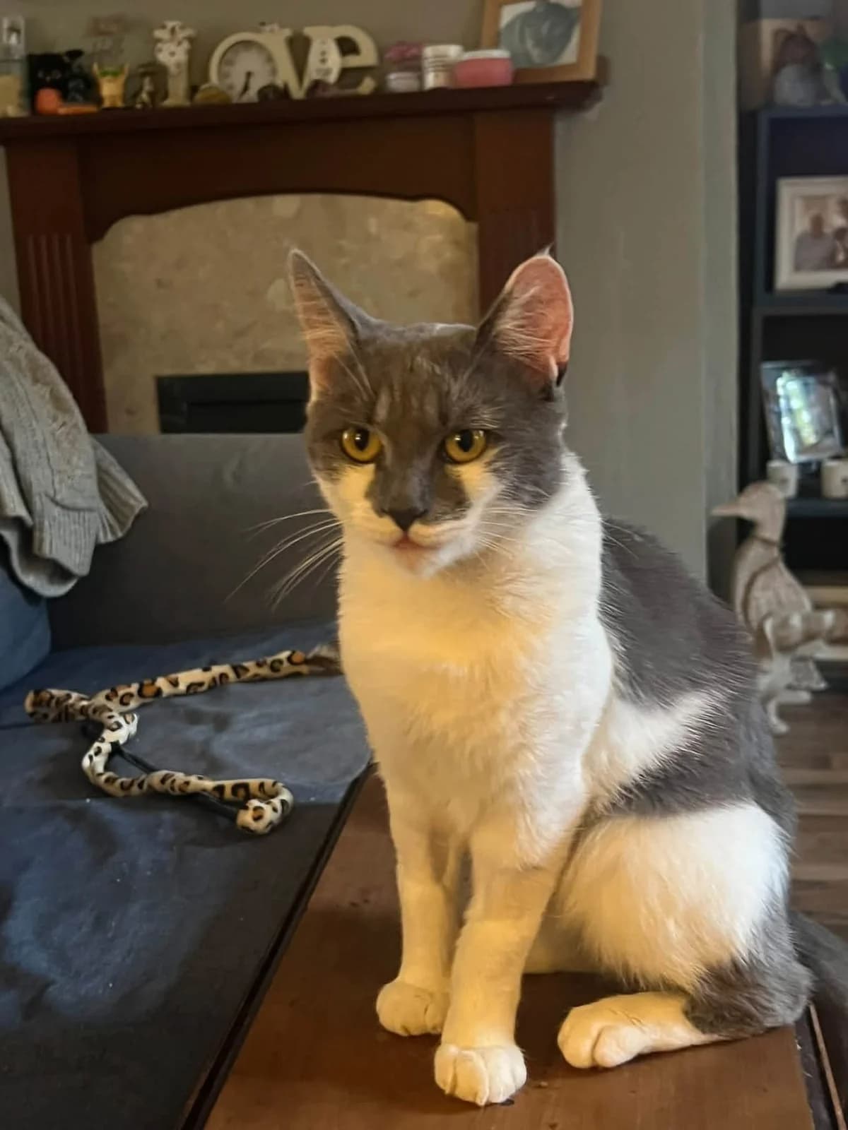 Pickle, male young Mixed Breed Cat for adoption at Mansfield Cat Rescue