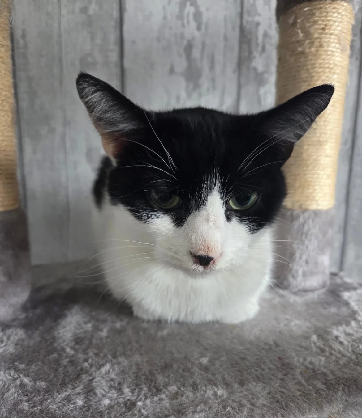 Purrl, female young Mixed Breed Cat for adoption at Mansfield Cat Rescue