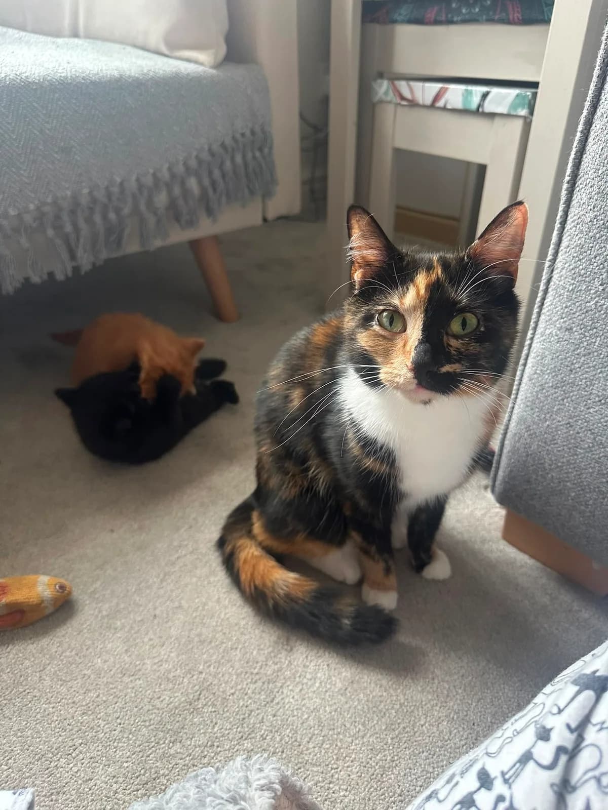 Roo, female young Mixed Breed Cat for adoption at Mansfield Cat Rescue