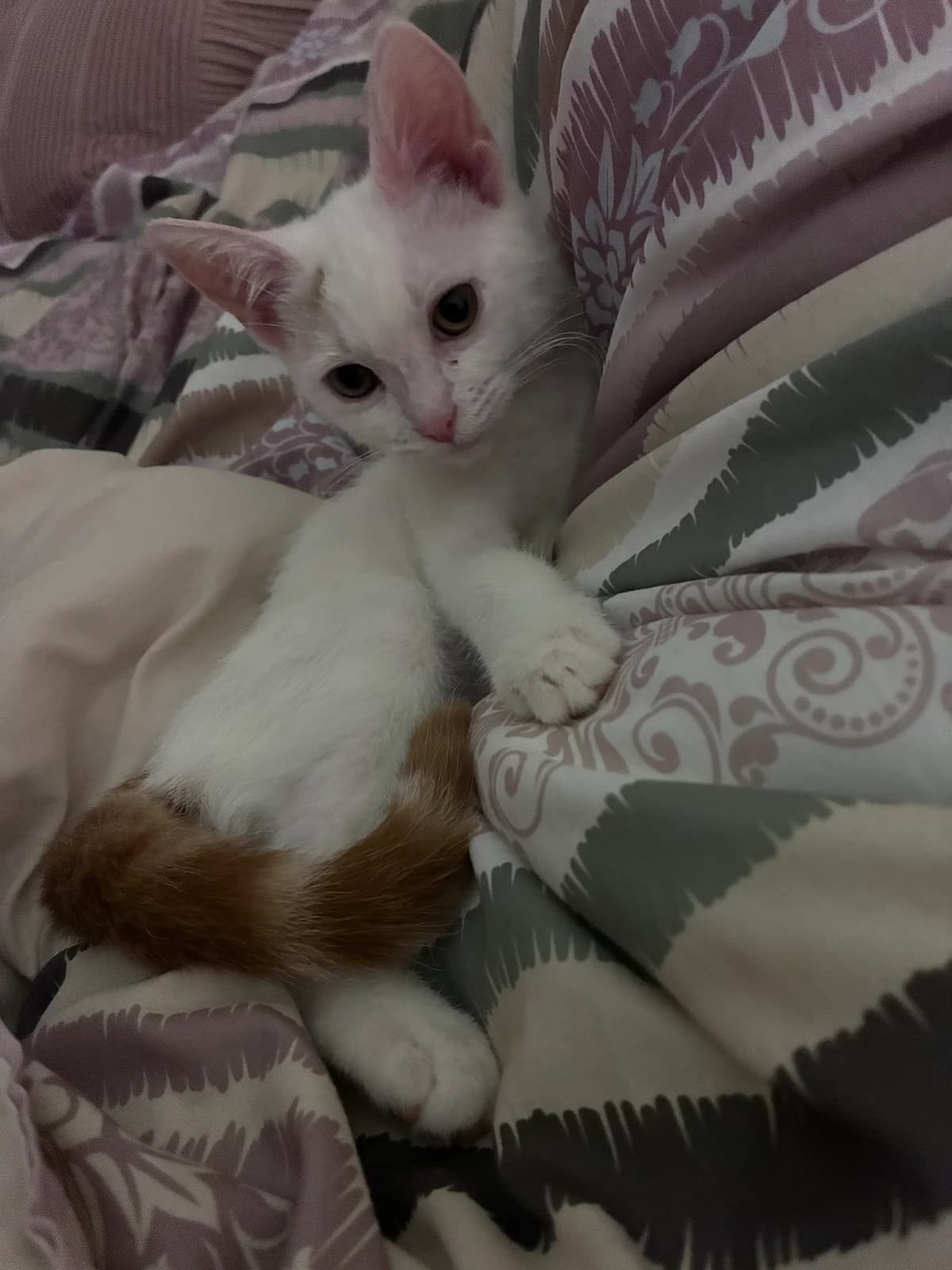 Skipper, male puppy Mixed Breed Cat for adoption at Mansfield Cat Rescue