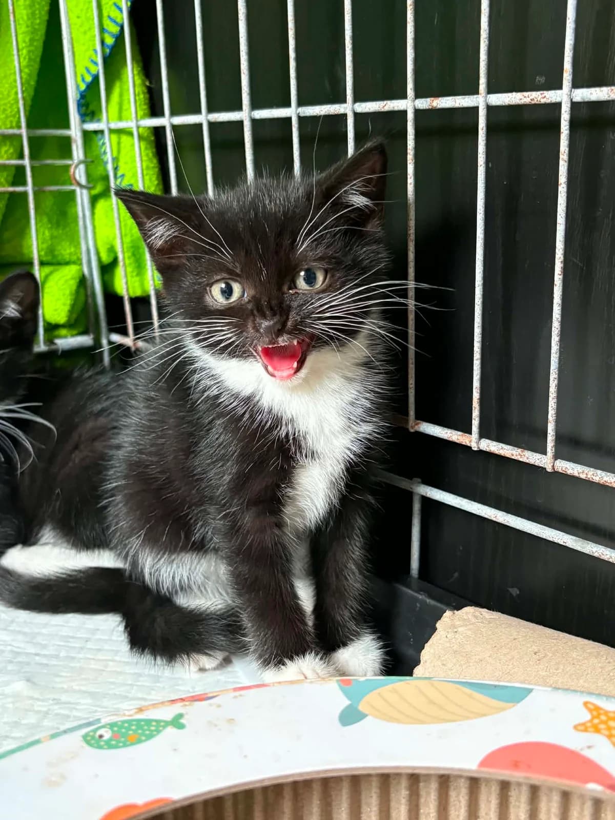Espeon (Twat), puppy Mixed Breed Cat for adoption at Mansfield Cat Rescue