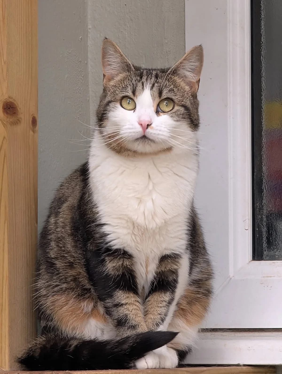 Daisy, female 3yo Mixed Breed Cat for adoption at Mansfield Cat Rescue