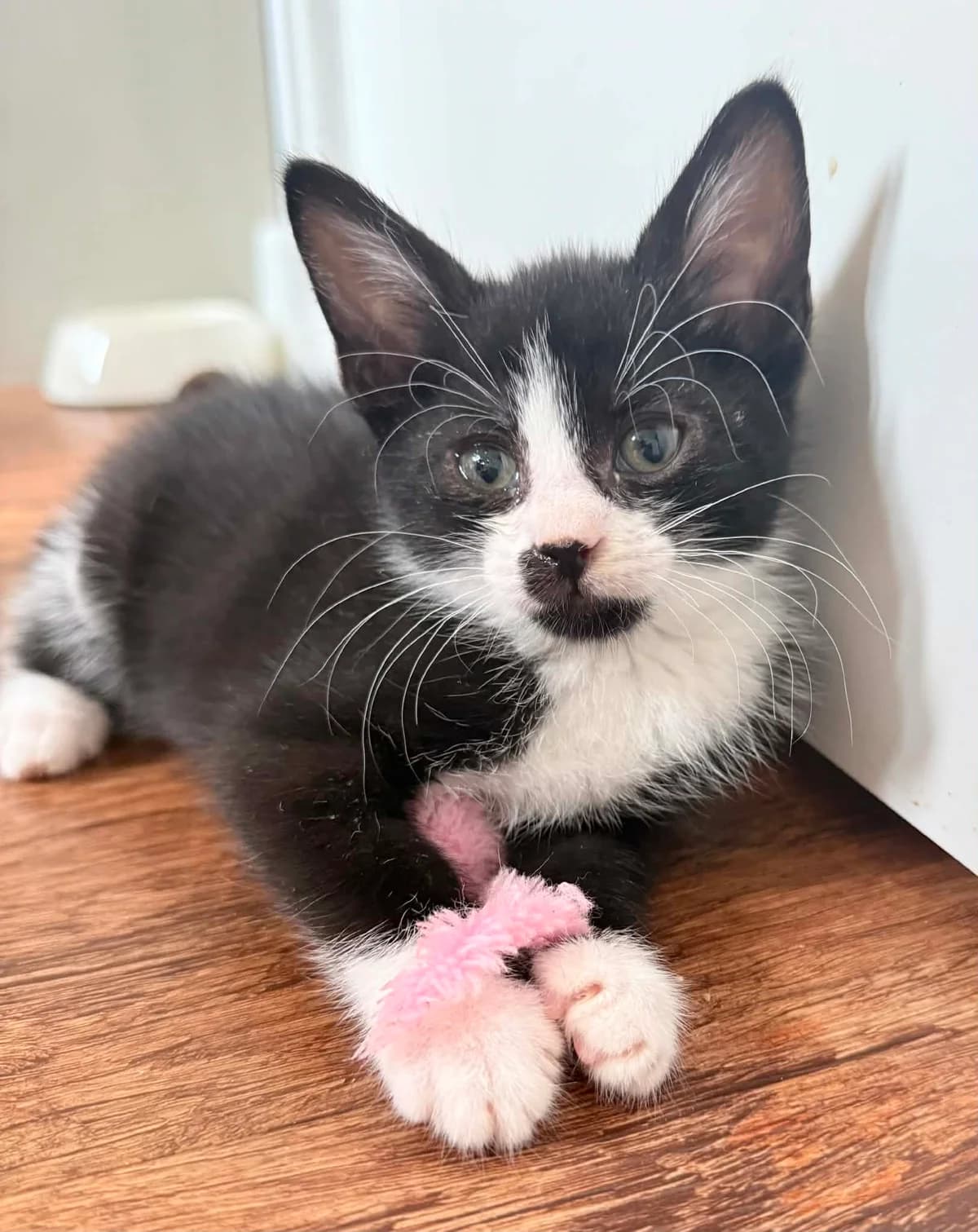 Nero, male puppy Mixed Breed Cat for adoption at Mansfield Cat Rescue