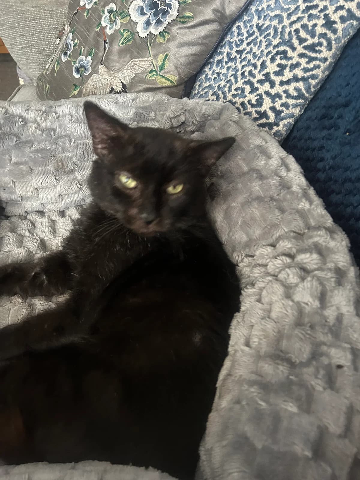 Knox, male 6yo Mixed Breed Cat for adoption at Mansfield Cat Rescue