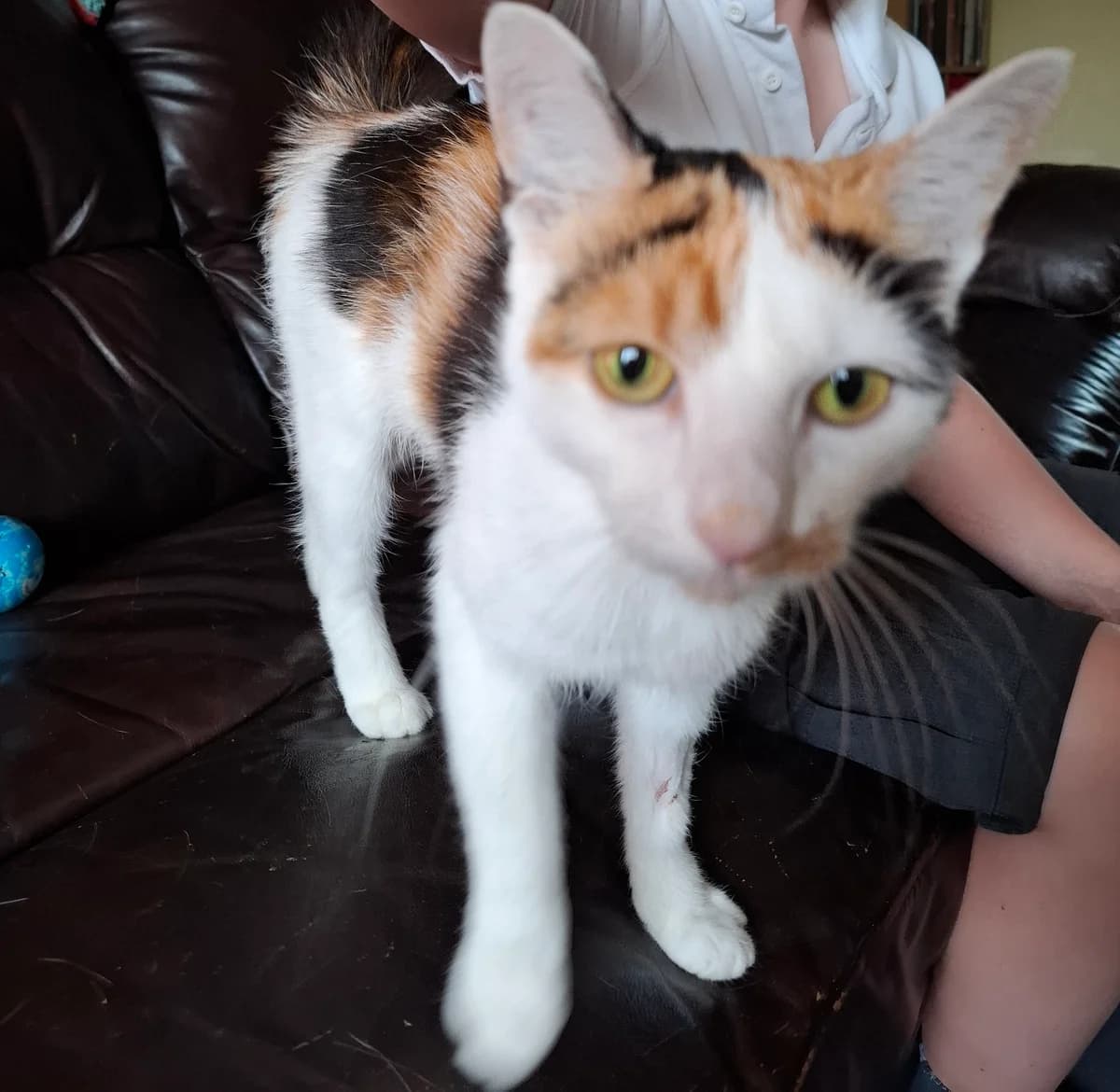 Izzy, female young Mixed Breed for adoption at Mansfield Cat Rescue