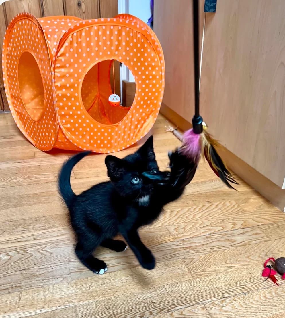 Petal, female puppy Mixed Breed Cat for adoption at Mansfield Cat Rescue