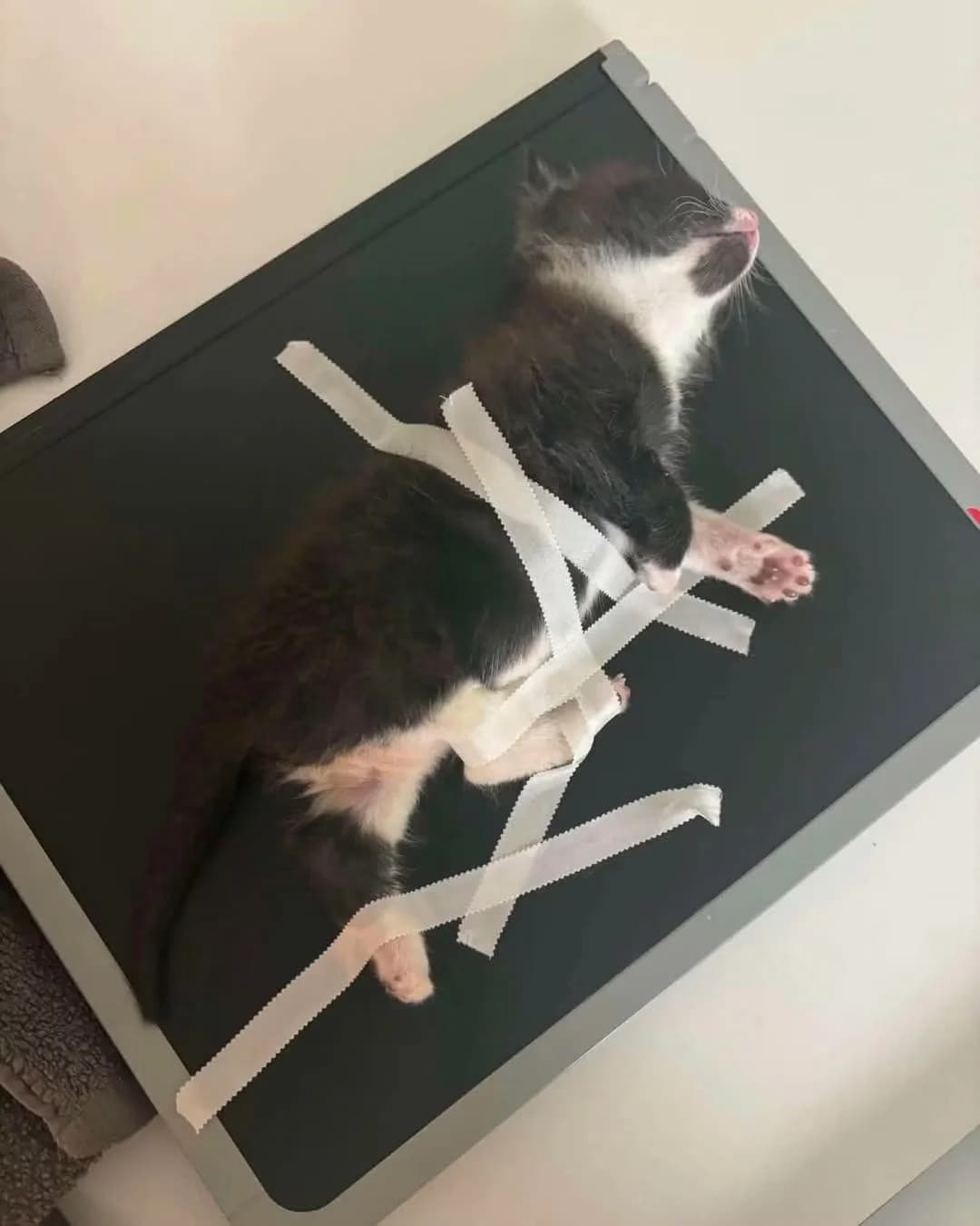 Joe (kitten), male puppy Mixed Breed Cat for adoption at Mansfield Cat Rescue