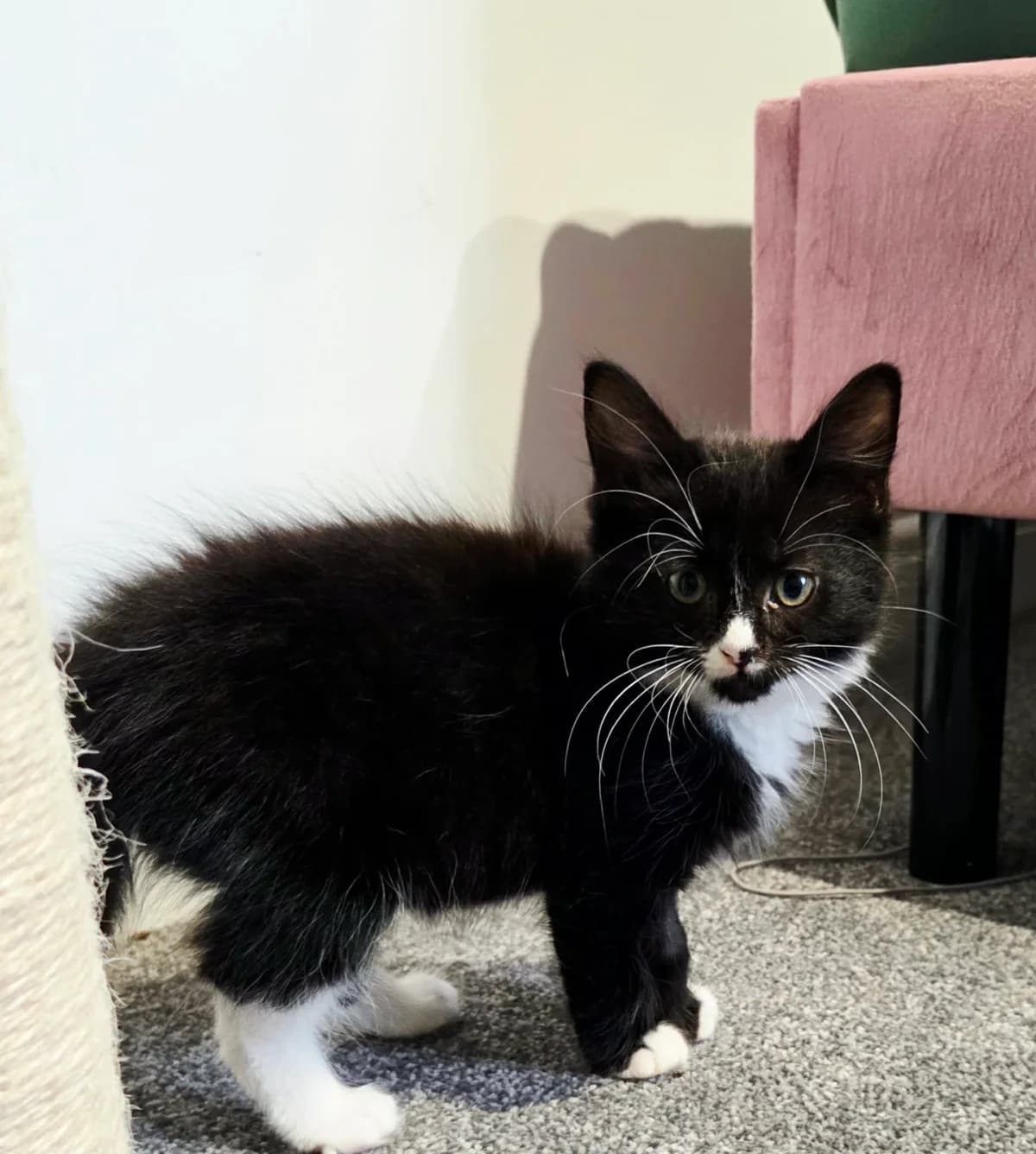 Tinie Tempah, female Mixed Breed Cat for adoption at Mansfield Cat Rescue