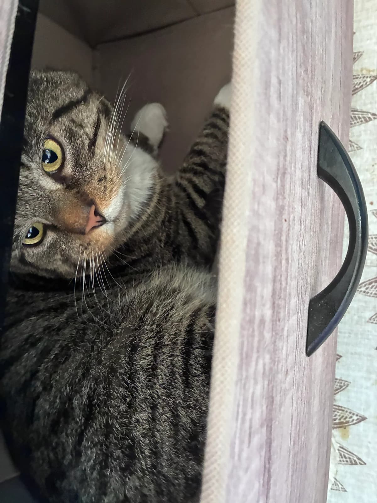 Leonardo, male 4yo Mixed Breed Cat for adoption at Mansfield Cat Rescue