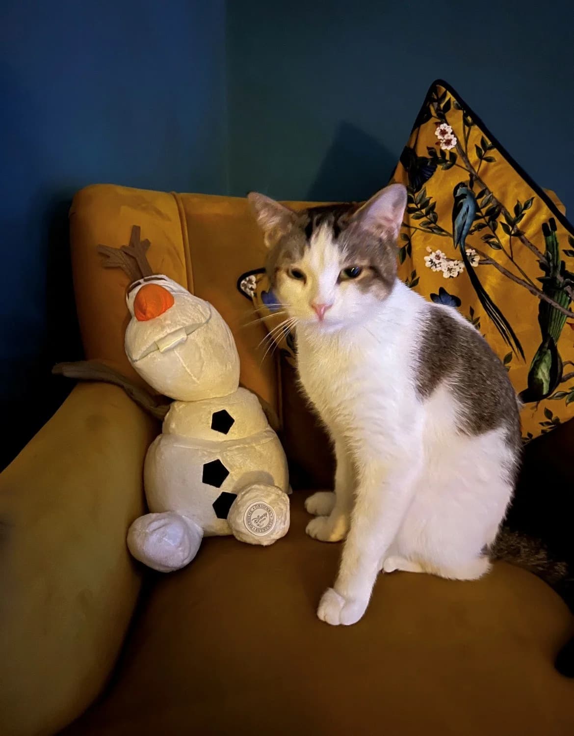 Clint, male 7yo Mixed Breed Cat for adoption at Mansfield Cat Rescue