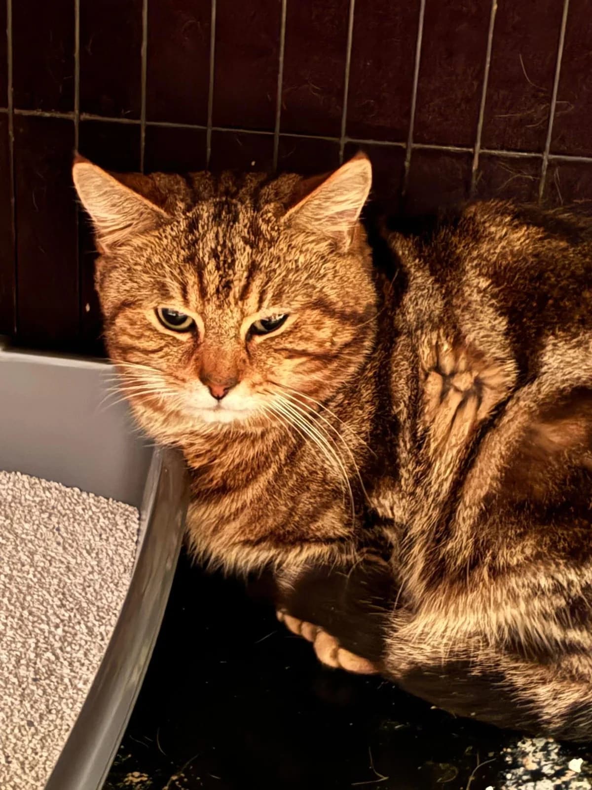 Mitchell, male young Mixed Breed Cat for adoption at Mansfield Cat Rescue