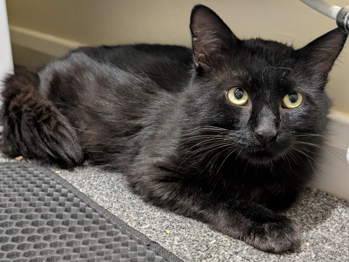 Spike, male 4yo Mixed Breed for adoption at Mansfield Cat Rescue