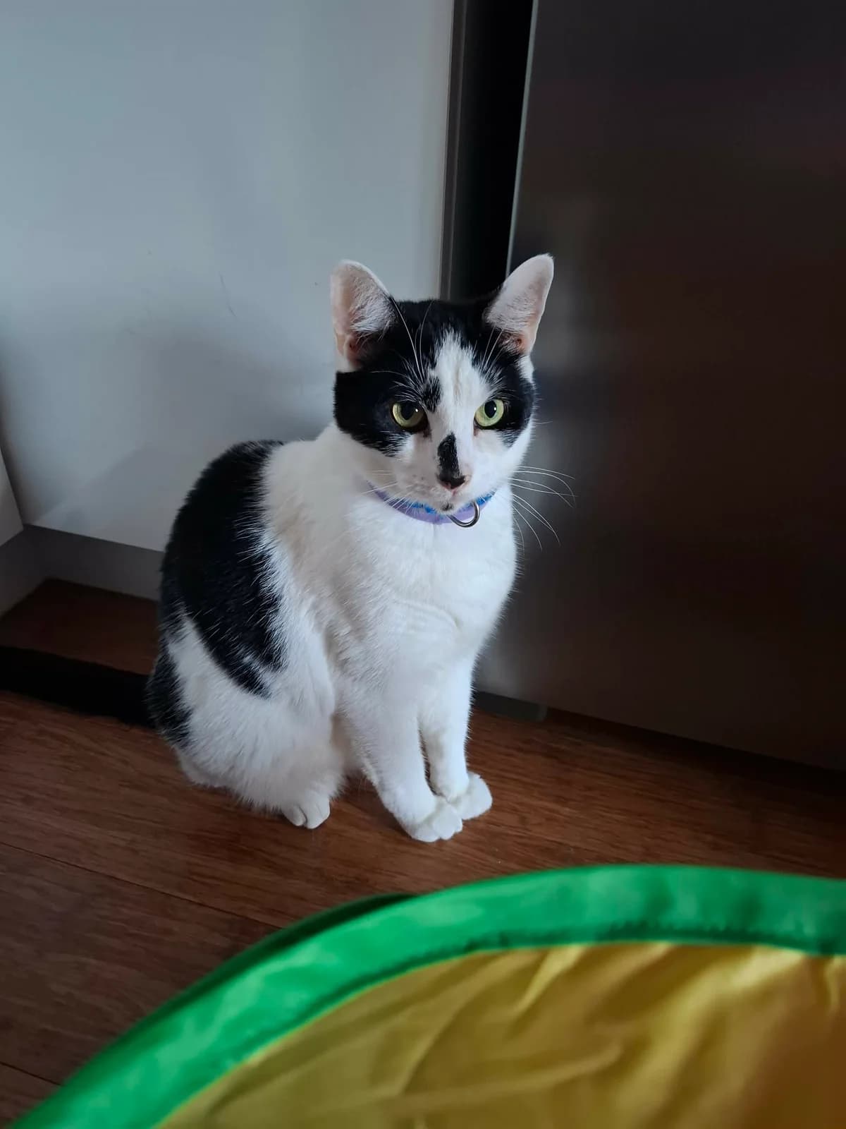 Oreo, male 4yo Mixed Breed Cat for adoption at Mansfield Cat Rescue