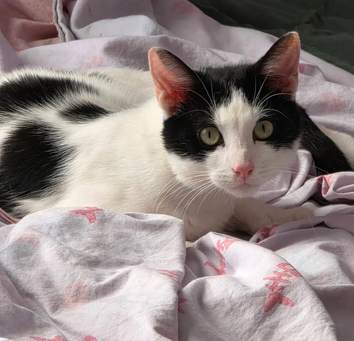 Tetley, male young Mixed Breed Cat for adoption at Mansfield Cat Rescue